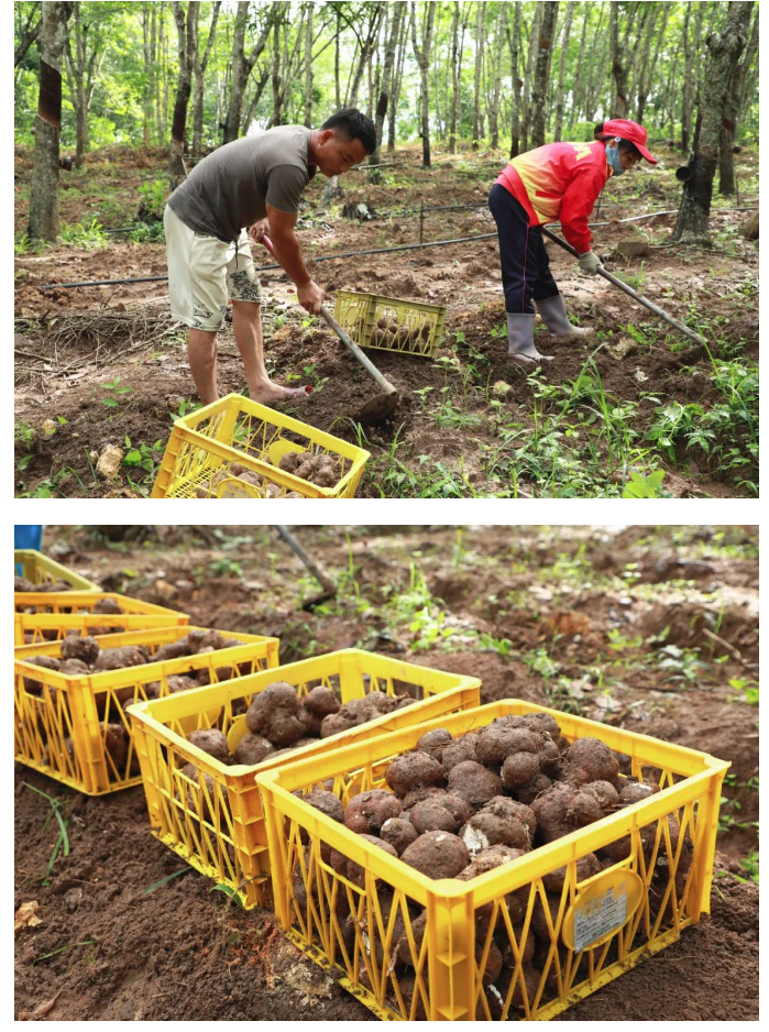 巡礼  白沙：奋力描绘“绿水青山”新画卷2.png